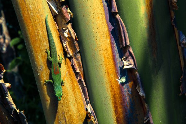 Day Gecko