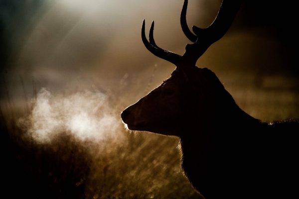Deer