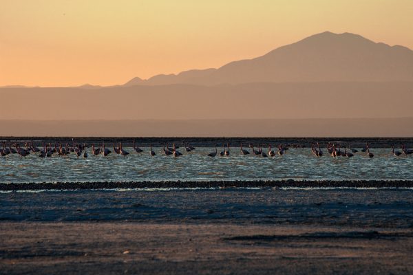 Flamingo Sunset