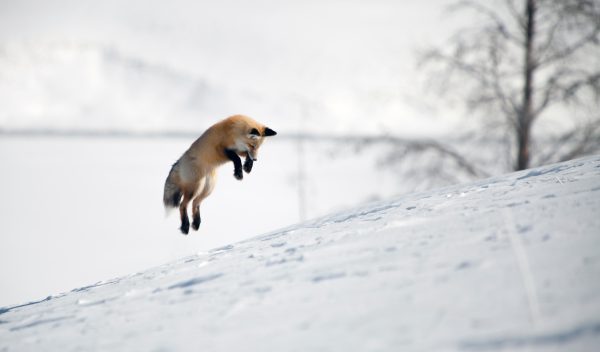 Fox Jump