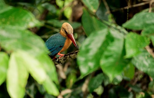 Kingfisher