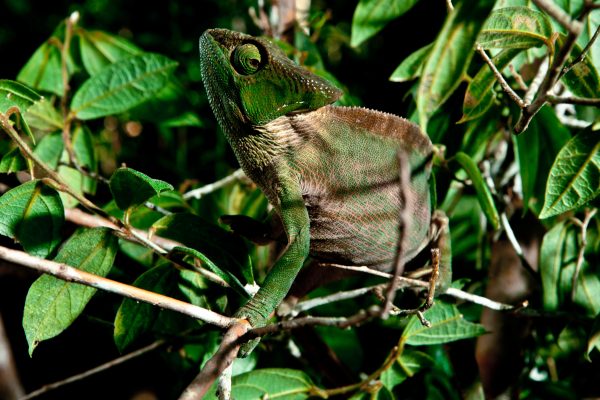 Parsons Chameleon