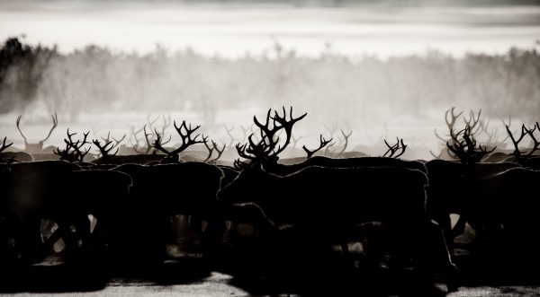 Reindeer