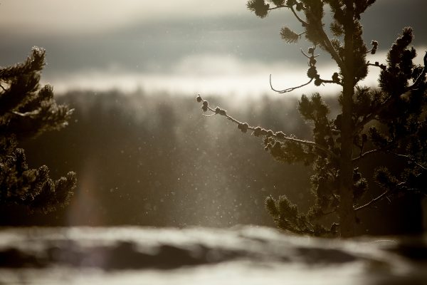 Winter Light